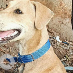 A Brown Indie Dog Missing from Zone 10 Kodambakkam, Chennai