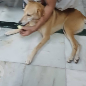 Missing: Brown Female Indie Dog from Yerwada Tarkeshwar Mandir-2