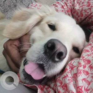 Found: White Male Golden Retriever other from 4th main, D block Rajajinagar 2nd stage, Bangalore