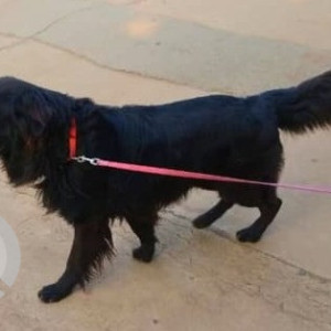 A Black Indie Dog Found from Mowa, Raipur-2