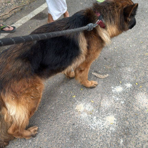 A Black and Brown German Shepherd Dog Found from Banaswadi, Bengaluru-2