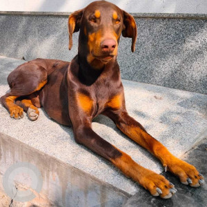 Found: Brown Male Dobermann Dog from 377, 2nd A main Rd, HBR Layout 2nd block, 1st stage, HBR Layout, Bengaluru, Karnataka-3