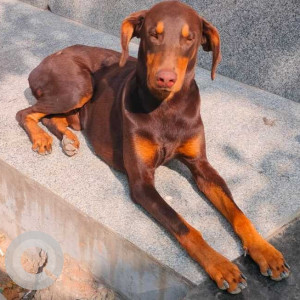 Found: Brown Male Dobermann Dog from 377, 2nd A main Rd, HBR Layout 2nd block, 1st stage, HBR Layout, Bengaluru, Karnataka-2