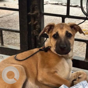 Found: Black and Brown Male Indie Dog from Indiranagar, Bangalore