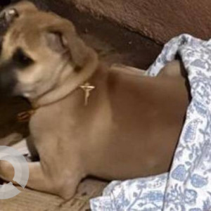 Found: Black and Brown Male Indie Dog from Indiranagar, Bangalore-2