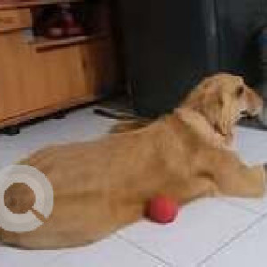 A Golden Golden Retriever Dog Missing from Airoli, Navi Mumbai-2