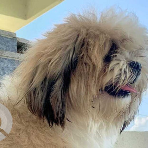 Missing: White-Brown Mix Female Shih Tzu Dog from Cherial, Siddipet Road, Indian Petroleum-2