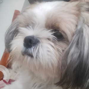 Missing: White-Brown Mix Female Shih Tzu Dog from Cherial, Siddipet Road, Indian Petroleum-3