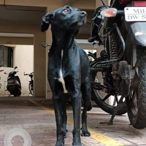 Missing: Black Female Indie Dog from kalwad next to airport-2