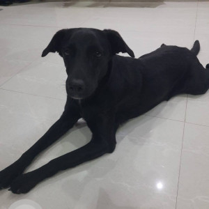 Missing: Black Female Indie Dog from Airport road, Lohegaon, Pune-3