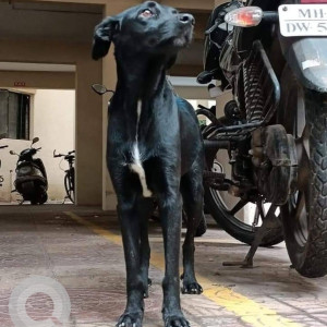 Missing: Black Female Indie Dog from Airport road, Lohegaon, Pune-2