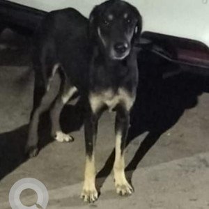 Missing: Black and Brown Female Indie Dog from Ram vihar