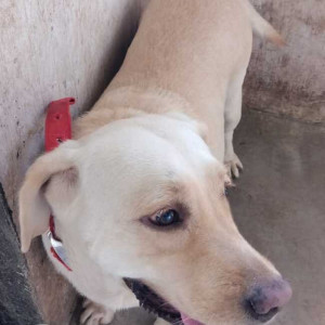 White Female Labrador Dog is Found from Dange Chowk, Wakad-3