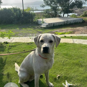 A White Labrador Campiyon mix Dog Missing from Model Colony, Pune