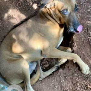 Missing: Brown Not Available Indie Dog from Chowgule College Area