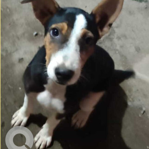 Missing: Black and White Female Indie Dog from Matrix  Residency AT 2 Aquem Baixo Navelim, Goa