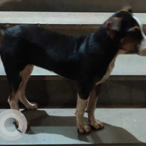 Missing: Black and White Female Indie Dog from Matrix  Residency AT 2 Aquem Baixo Navelim, Goa-2