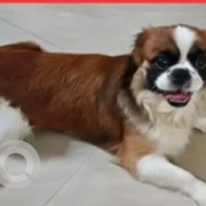 A White-Brown Mix Saint Bernard Dog Found from Wilson Garden, Bengaluru-2
