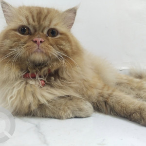 Found: Brown Male Persian Cat from Pimple Gurav Gangotri Nagar Lane No 2-3