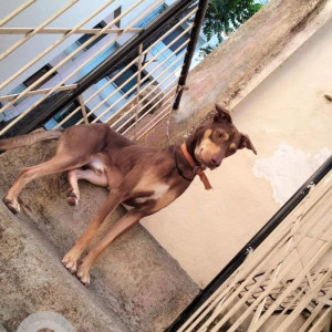 Missing: Brown Male Indie Dog from Warje,  Pune