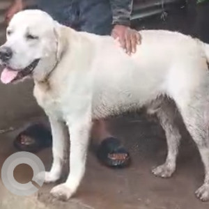 Found: White Male Labrador Dog from Bhugaon, Pune