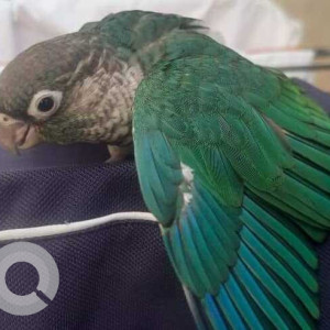 Missing: Green Male Green Cheeked Parakeet Bird from Vadgaon Budrak-2