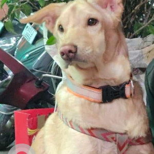 Missing: White-Brown Mix Male Indie Dog from Jayanagar 9th block