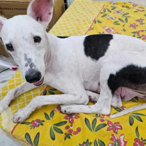 Missing: Black and White Female Indie Dog from Timarpur-2