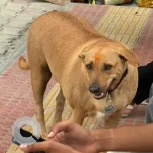 A Brown Indie Dog Found from Kodihalli, Bengaluru