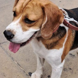 Found: White-Brown Mix Male Beagle Dog from RBI Layout Brigade Gardenia Park-3