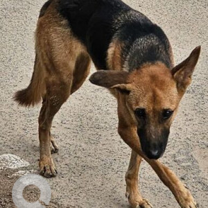 Missing: Black and Brown Male German Shepherd Dog from Rail Nagar road, Nerkundram, Koyambedu