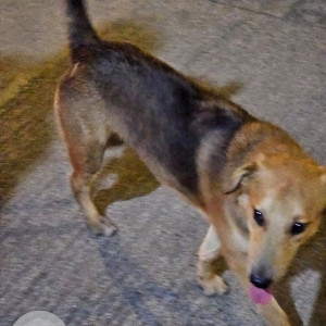 Missing: Black and Brown Male Indie Dog from Veera Desai road Andheri west-2