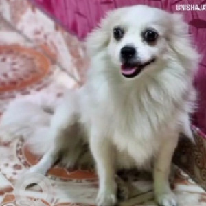 A White Mini Pomeranian Dog Missing from Dighe, Navi Mumbai