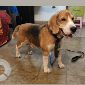 Found: White-Brown Mix Male Beagle Dog from Niljyoti Society, Gokhalenagar, Off SB Road-2