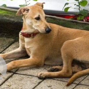 Found: White-Brown Mix Male Indie Dog from Bmcc Road