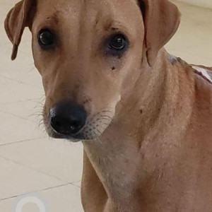 Missing: Brown Male Indie Dog from Decathlon Hennur Road-2