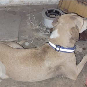 Missing: White Male Indie Dog from Krishna Residency Malad West-3
