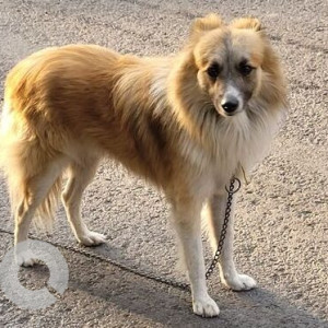 Found: White-Brown Mix Female Sheltie Dog from Delhi Public School , Mohammed Wadi Near Nyati Iris gate-2