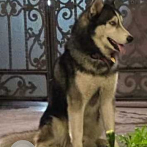 Missing: Black and White Male Husky Dog from Sector 33, Chandigarh