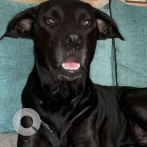 Missing: Black Male Doberman Labrador mix Dog from Vepagunta, Visakhapatnam-2