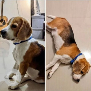 White-Brown Mix Male Beagle Dog is Missing from bommanahalli police station