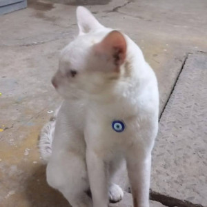 A White Indie Cat Found from Zone 4, Mumbai