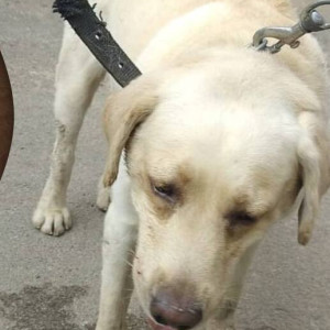 A White Labrador Dog Found from Laggere, Bengaluru