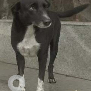 A Black and White Indie Dog Missing from Zone 2, Mumbai