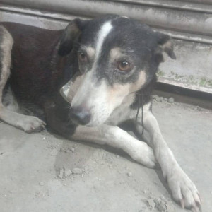 Missing: Black and White Female Indie Dog from Sector 20, Kopar Khairane