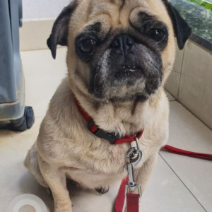 Found: White Female Pug Dog from Uttarahalli