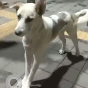 Found: White Male Indie Dog from PCCOE College, sector 26, Akurdi