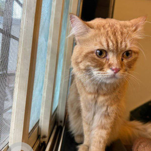 Found: Orange Female Persian Cat from Sector 2 Government society  , New panvel , Navi mumbai-2