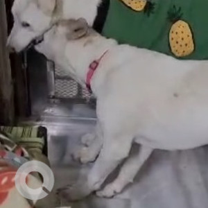 Missing: White Female Indie Dog from Aoi Mizu Hotel, Changernagar, Sector 15, Part 2, Gurgaon-2