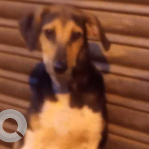 A Black and Brown Indie Dog Missing from Victoria Layout, Bengaluru